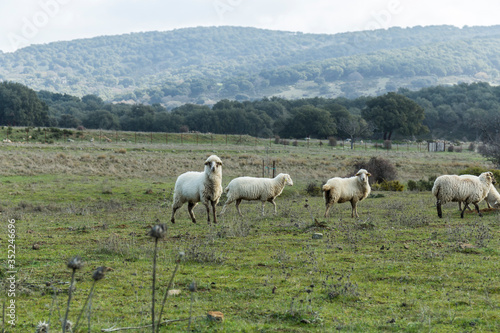 sheep in a green meadow during the winter in the Sierra de Grazalema in Cadiz