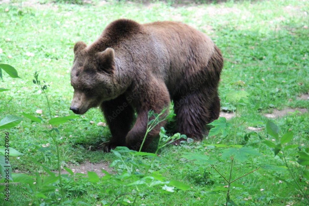 Braunbär