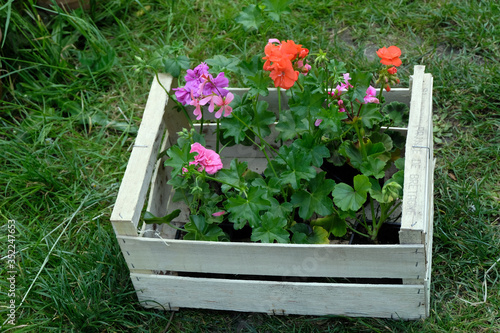 Geranium wooden crate placed on the grass | Cagette en bois de géraniums posée sur l'herbe