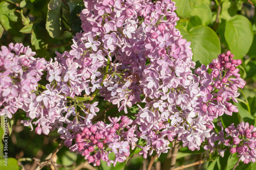 Green branch with spring lilac flowers Green branch with spring lilac flowers