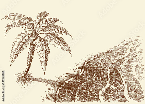 Palm tree on a beach hand drawing. Sea shore seen from above