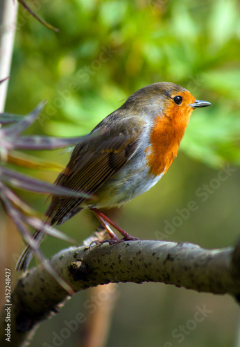 robin red breast