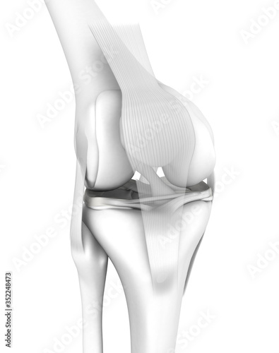 White knee joint, menisci and ligaments, medically 3D illustration