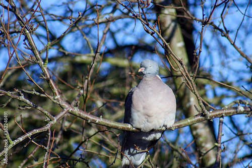 dove on tree