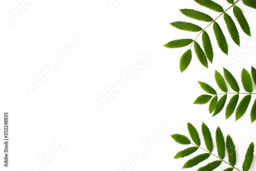 Green rowan leaves isolated on white background top view with copy space. Green foliage. Floral nature flat lay. Ecology  organic background. Stock photo.