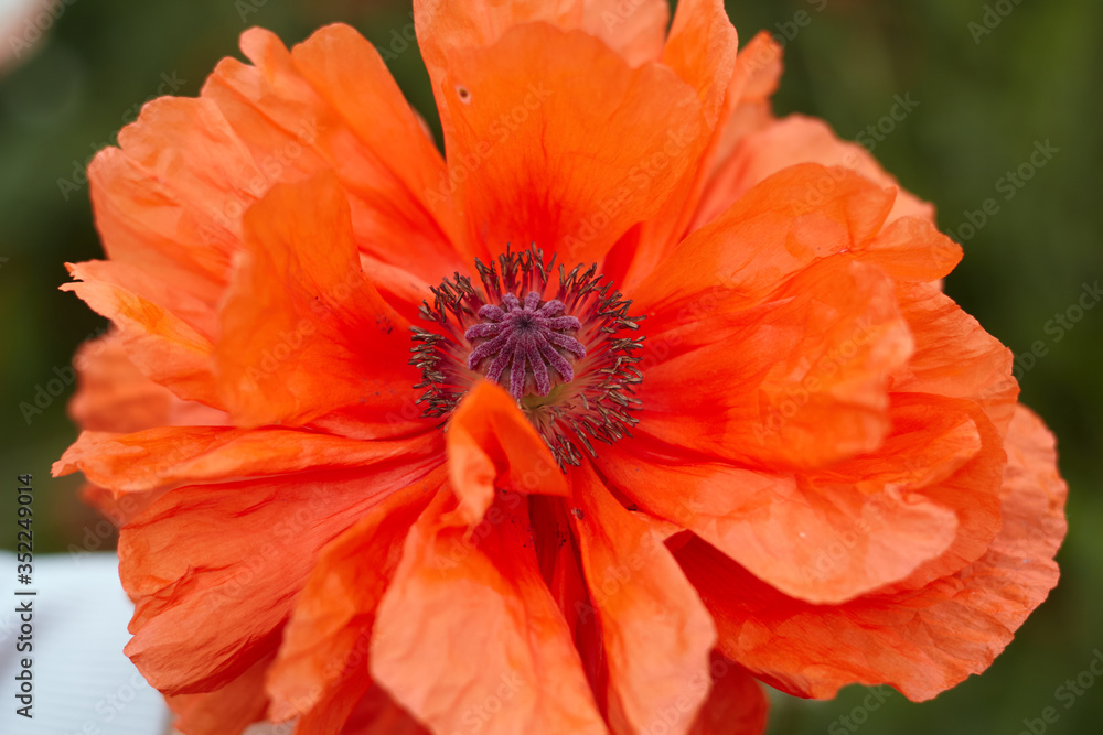 red poppy flower red poppy flower