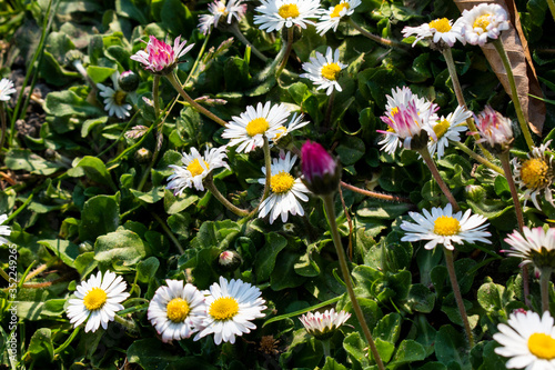 Gänseblümchen