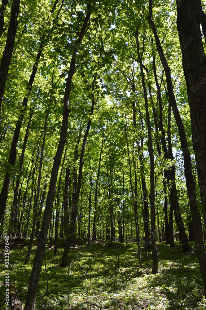 Forest Forest