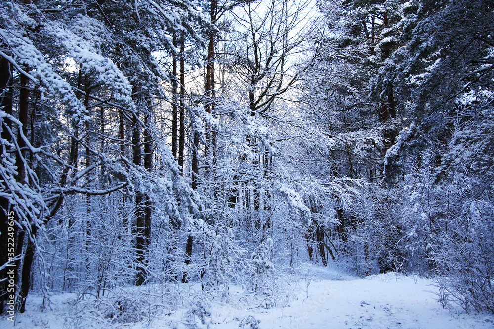 Fototapeta premium beautiful snowy forest and empty road
