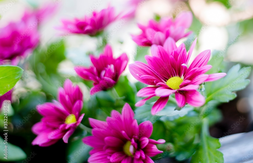 close up of pink flowers close up of pink flowers