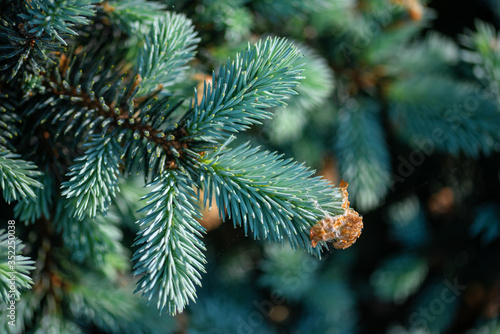 spruce branch on blurred background