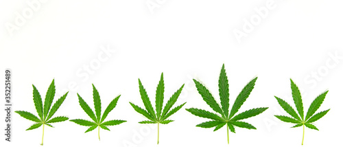 Cannabis leaves on a white background.Banner
