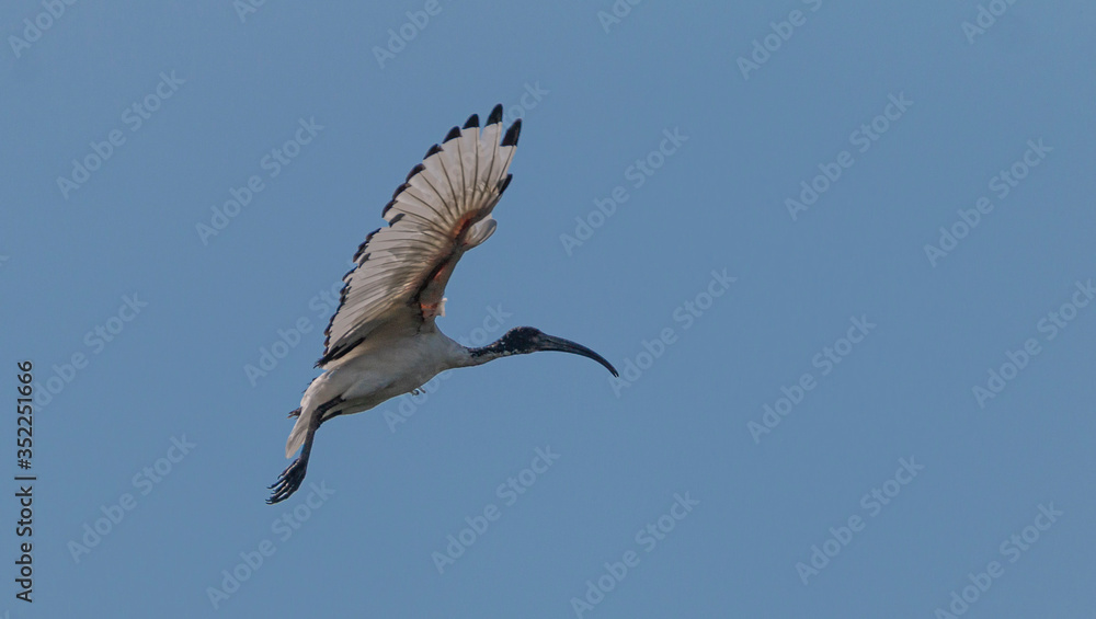 Obraz premium African sacred ibis