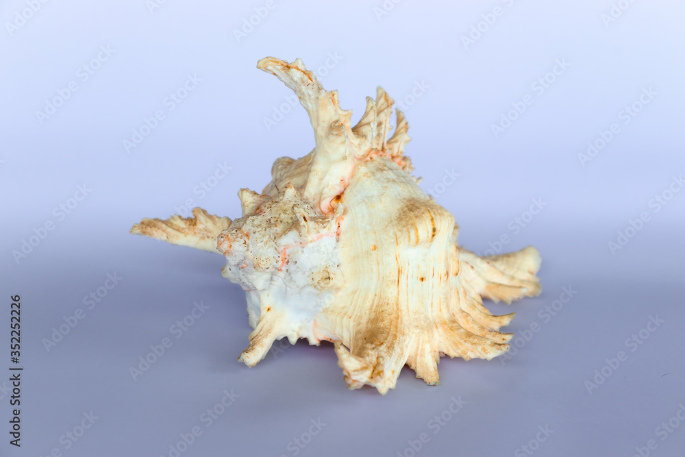Obraz premium Ramose Murex Shell front view on a neutral background