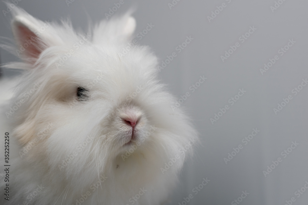 white rabbit on a white background white rabbit on a white background