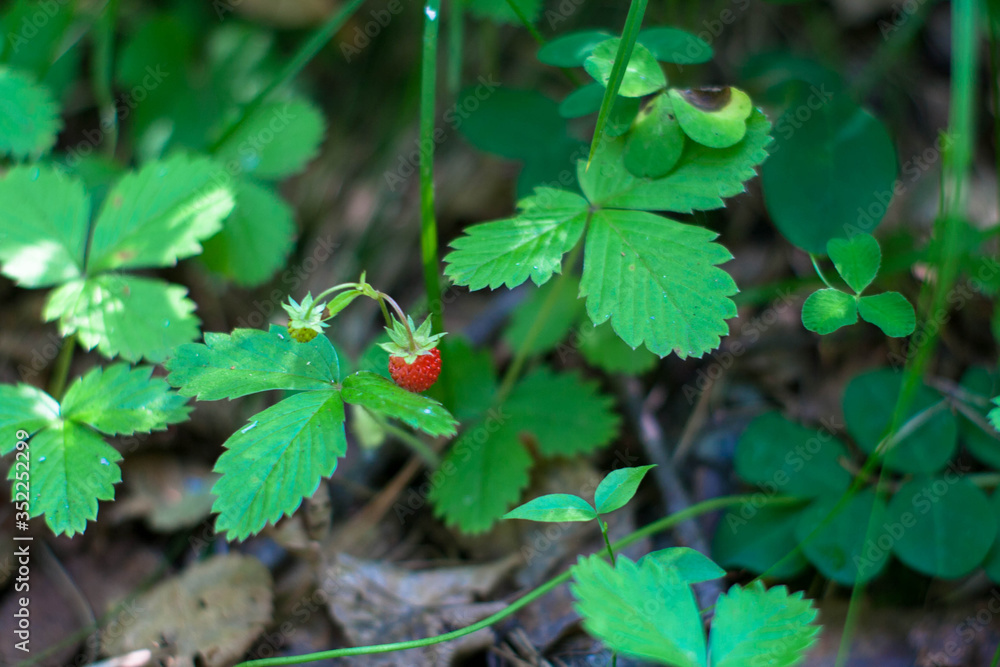 a ripe berry of wild strawberry among leaves a ripe berry of wild strawberry among leaves