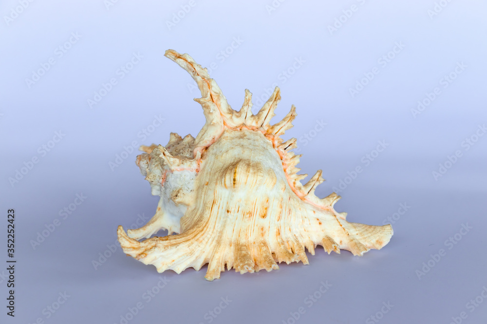 Ramose Murex Shell side view on a neutral background Ramose Murex Shell side view on a neutral background