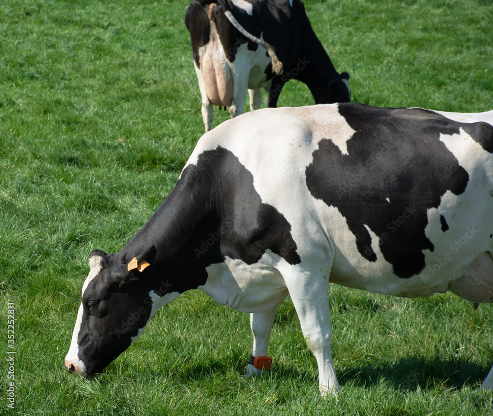 two black and white dairy cows in meadow in Belgium two black and white dairy cows in meadow in Belgium