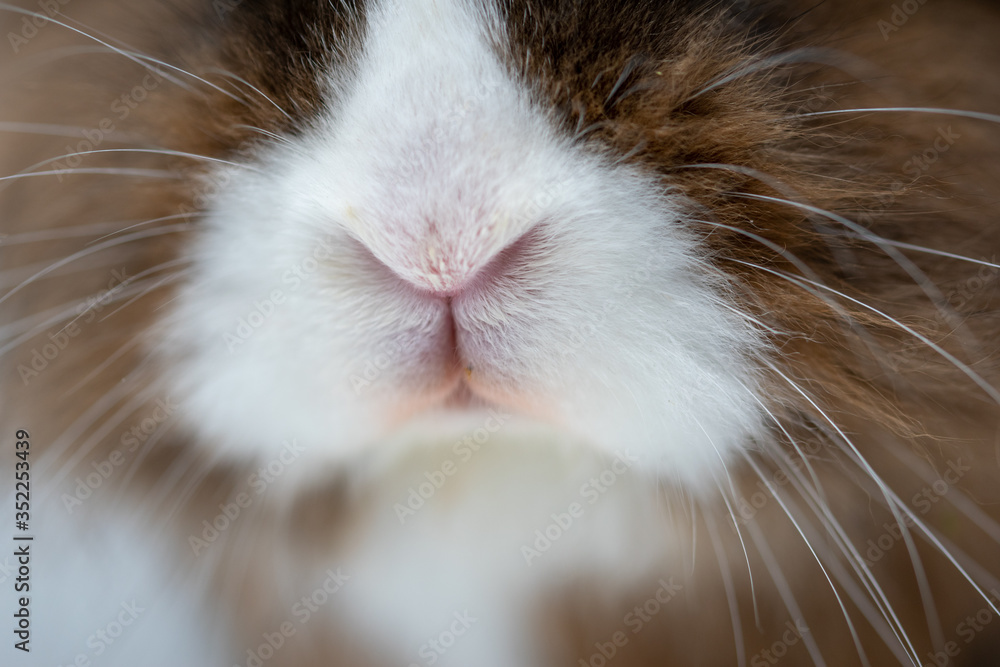 a rabbit nose in close-up a rabbit nose in close-up