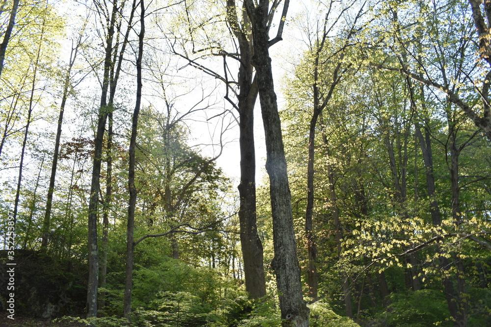 Fototapeta premium forest in the morning