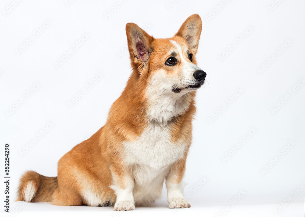 dog sitting sideways on a white background, welsh corgi pembroke