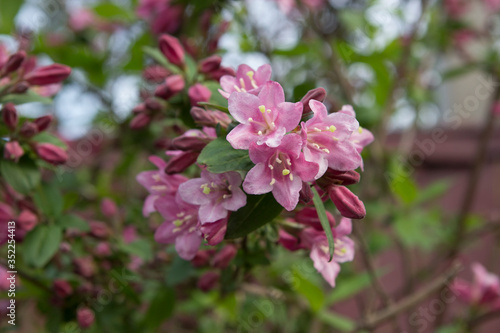 Pink flowering decorative shrub and tree WEIGELA FLORIDA.