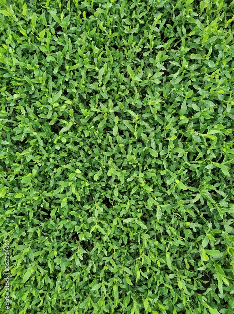 Green grass texture, grass on the field Green grass texture, grass on the field