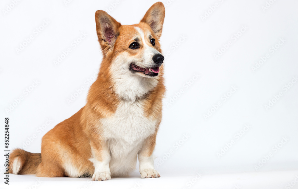 dog sitting sideways on a white background, welsh corgi pembroke