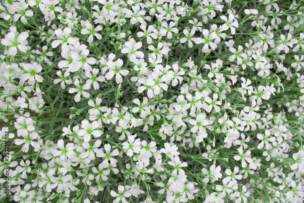 White floral background of many small flowers. White plants texture. Empty space. Top view. Picture for blog