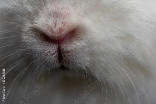 white rabbit nose in close-up