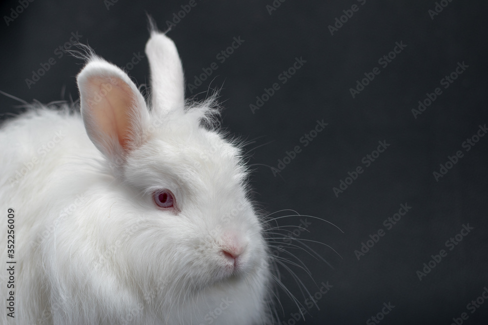 white rabbit on black background white rabbit on black background