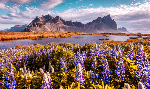 Sunny landscape of Iceland. Gorgeous view on Stokksnes cape and Vestrahorn Mountain with flowers on foreground at summer. Iconic location for landscape photographers and bloggers. Wonderful nature.