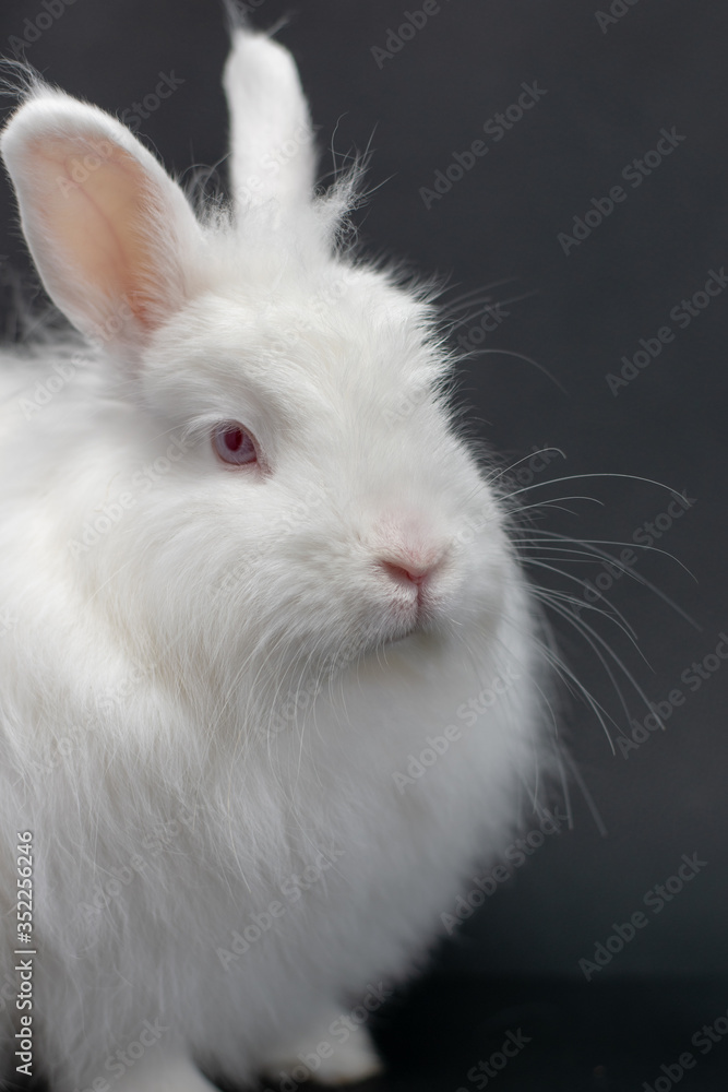 white rabbit on black background white rabbit on black background