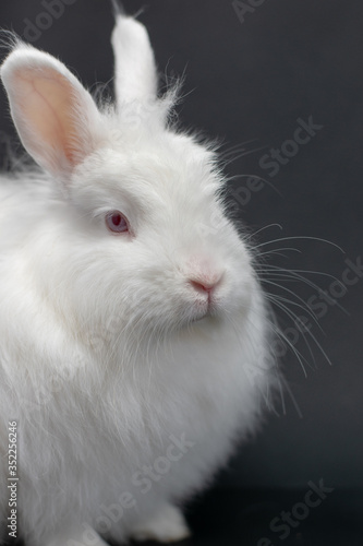 white rabbit on black background  © Ingo