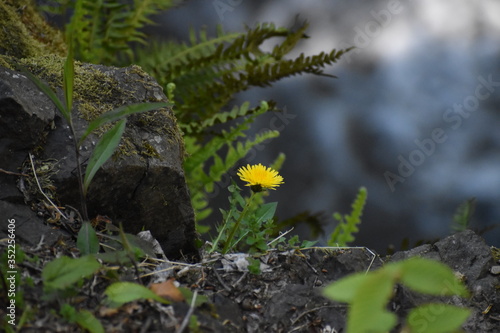 yellow dandelion on a cliff