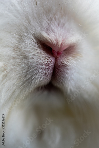 white rabbit nose in close-up