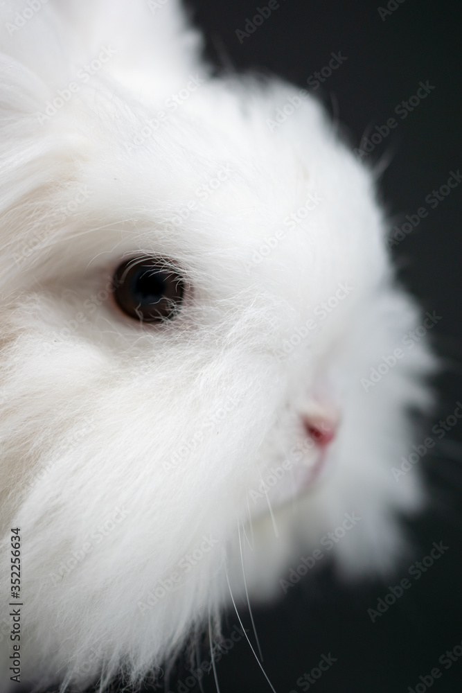 white rabbit on black background in close-up white rabbit on black background in close-up