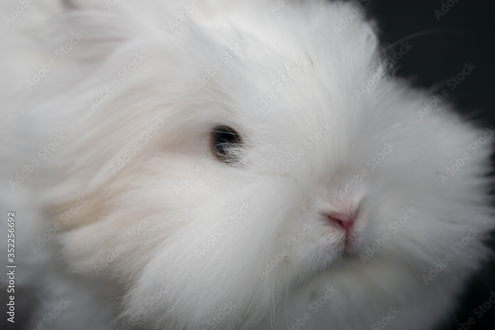 white rabbit on black background in close-up white rabbit on black background in close-up