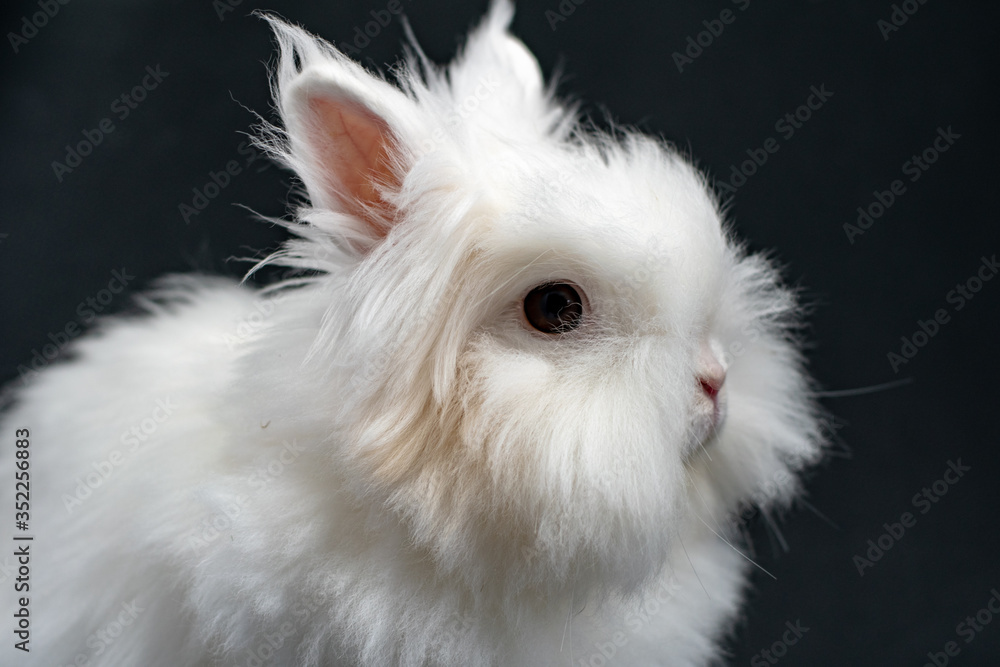 white rabbit on black background white rabbit on black background
