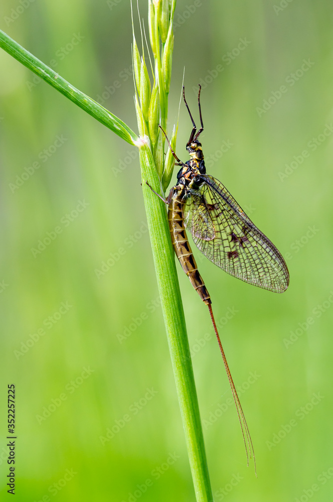 Adult mayfly, ephemera danica, resting on a blade of grass Adult mayfly, ephemera danica, resting on a blade of grass