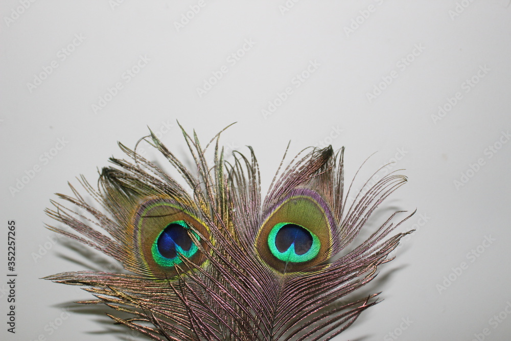 Obraz premium peacock feather close up
