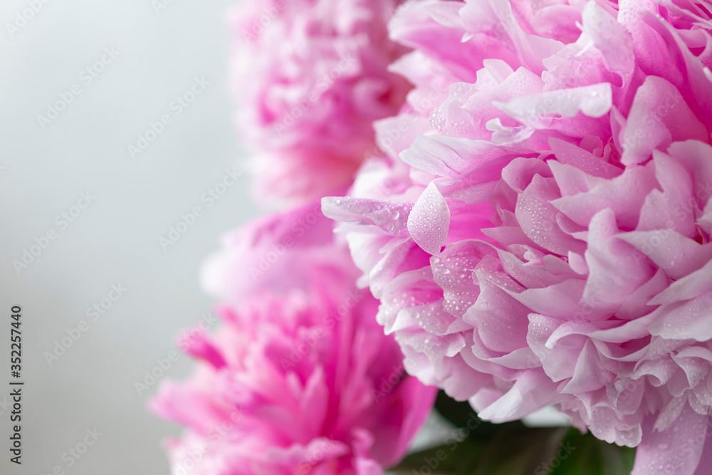 floral border of pink peonies on a white background with place for text. Flower summer texture. horizontal image. floral border of pink peonies on a white background with place for text. Flower summer texture. horizontal image.