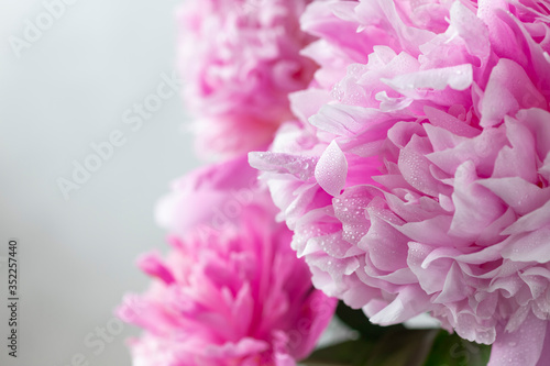 floral border of pink peonies on a white background with place for text. Flower summer texture. horizontal image.