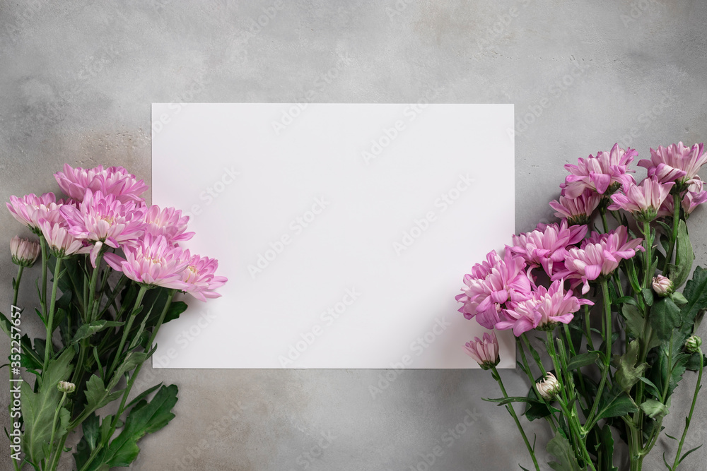 Flower card made of pink chrysanthemum and white blank paper on a gray concrete background. Creative layout with nature concept. top view, place for text Flower card made of pink chrysanthemum and white blank paper on a gray concrete background. Creative layout with nature concept. top view, place for text