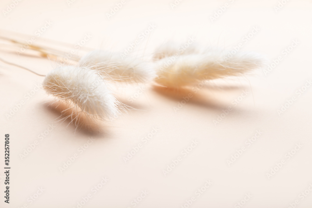 Rabbit Tail Grass Dried Flowers Bouquet