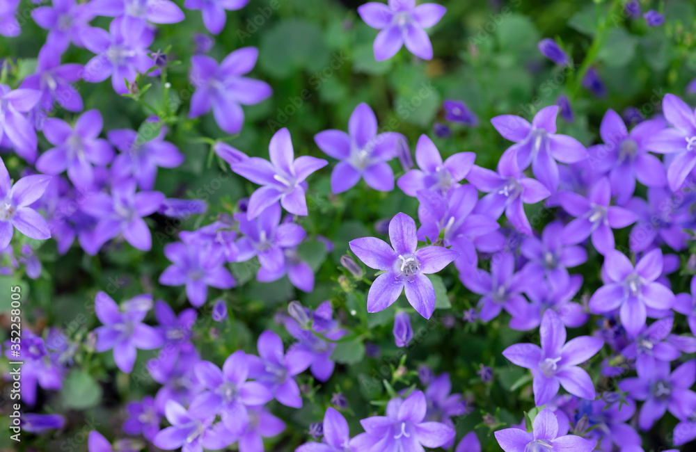 colorful purple flowers Campanula on the flowerbed. home garden. flowers background. horizontal image.