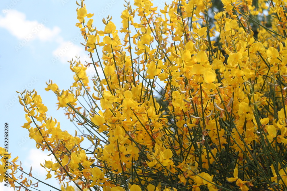 Fototapeta premium Fiori Gialli