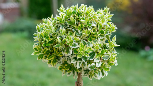 Trzmielina szczepiona na pniu w ogrodzie 