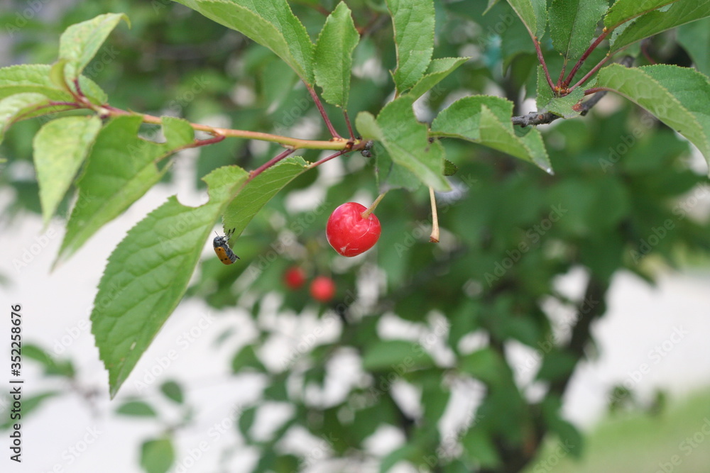 Obraz premium Ciliegia e natura