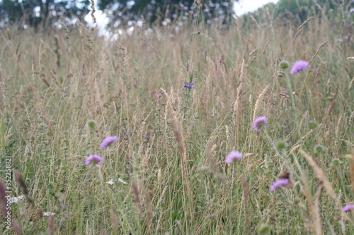 Fotografía Campo dorato